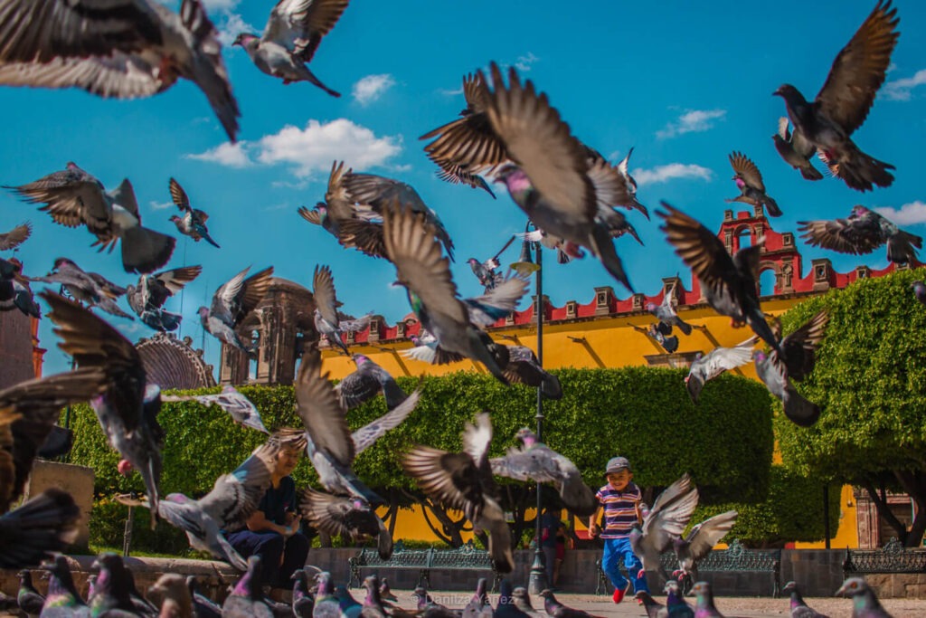 fotografia de viaje de un niño corriendo entre palomas en San Miguel de Allende