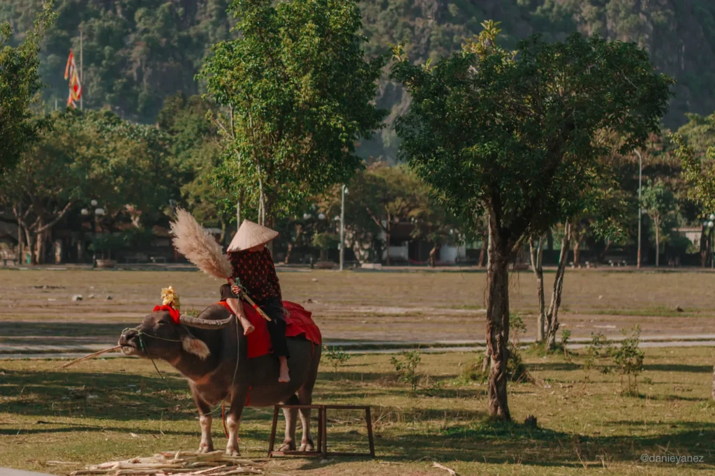 Mujer sentada sobre un búfalo de agua en Hoa Lu, Ninh Binh, Vietnam