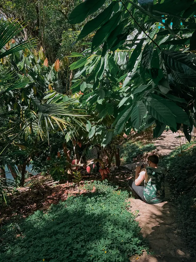 Andrew sentado a la sombra de una planta de Cacao