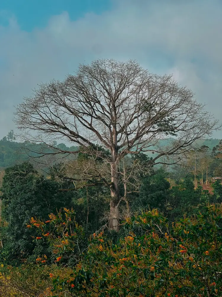 Ceiba vista desde el hotel Utopia en Lanquin