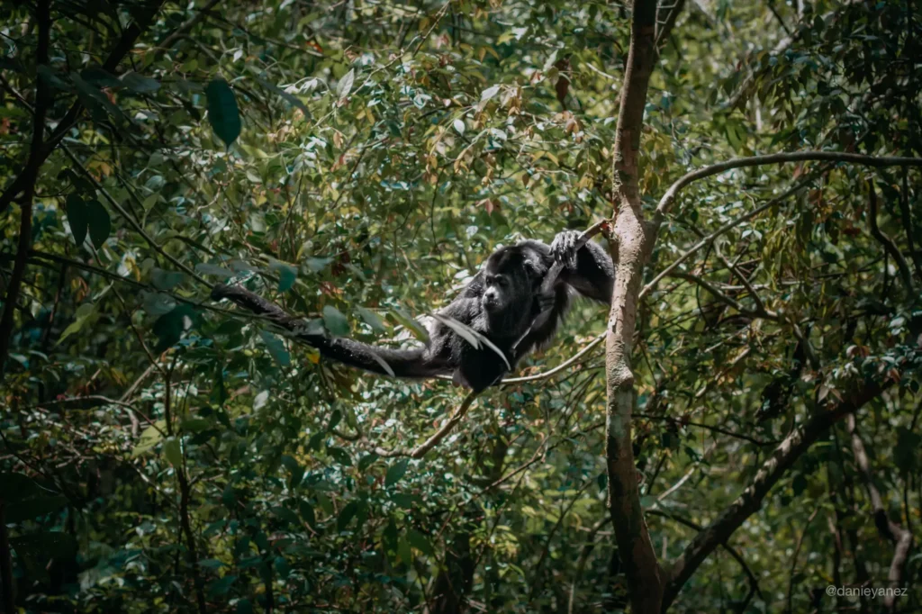 Mono Aullador en Semuc Champey sobre una rama