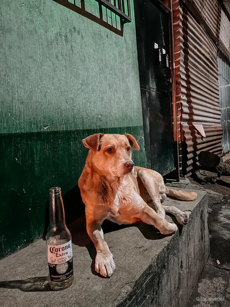 Perrito en San Pedro la Laguna