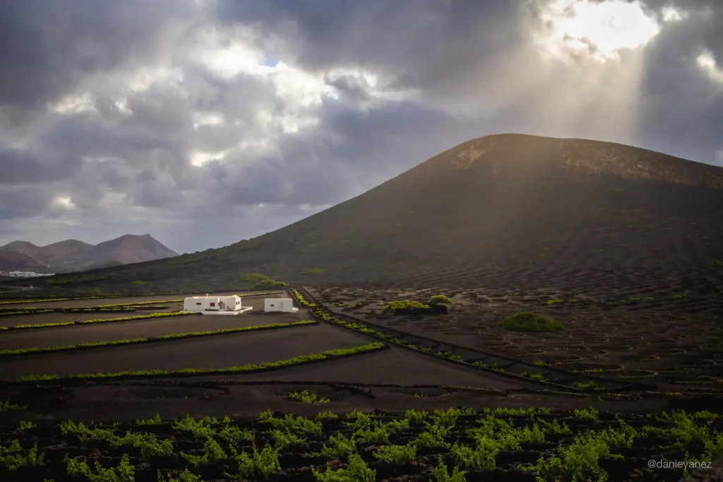 Viñedos cultivados sobre ceniza volcánica en Lanzarote, fotografía tomada en un viaje